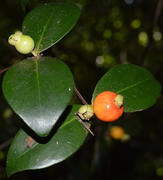 Agatelang, native plants, survey